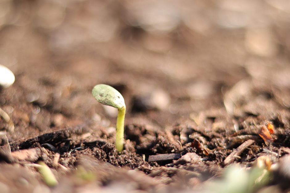 Vibrant green sprout breaking through rich brown soil, symbolizing new growth and potential.