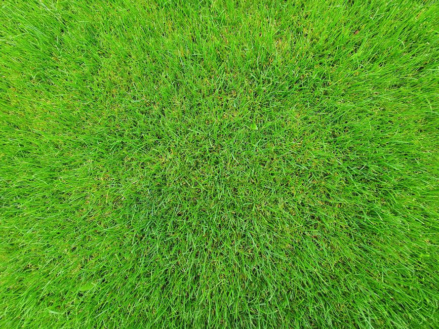 Detailed close-up of fresh green grass with a bright and natural texture.